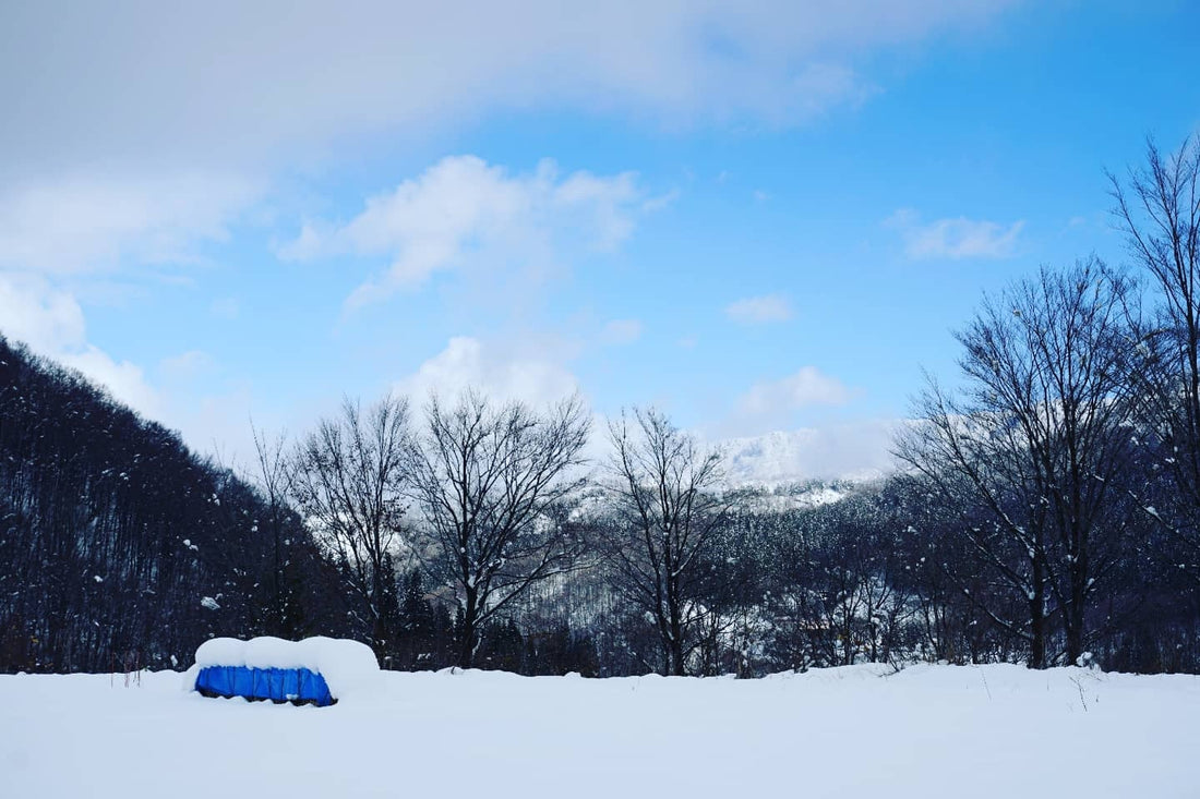 11/28 魚沼大白川の初雪